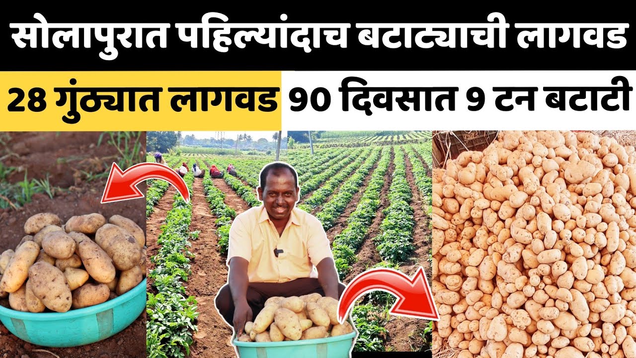 बटाटा लागवडीचा सोलापूरमध्ये प्रथमच शेतकऱ्याचा प्रयोग/28 गुंठ्यात लागवड।90 दिवसात 9 टन बटाटी