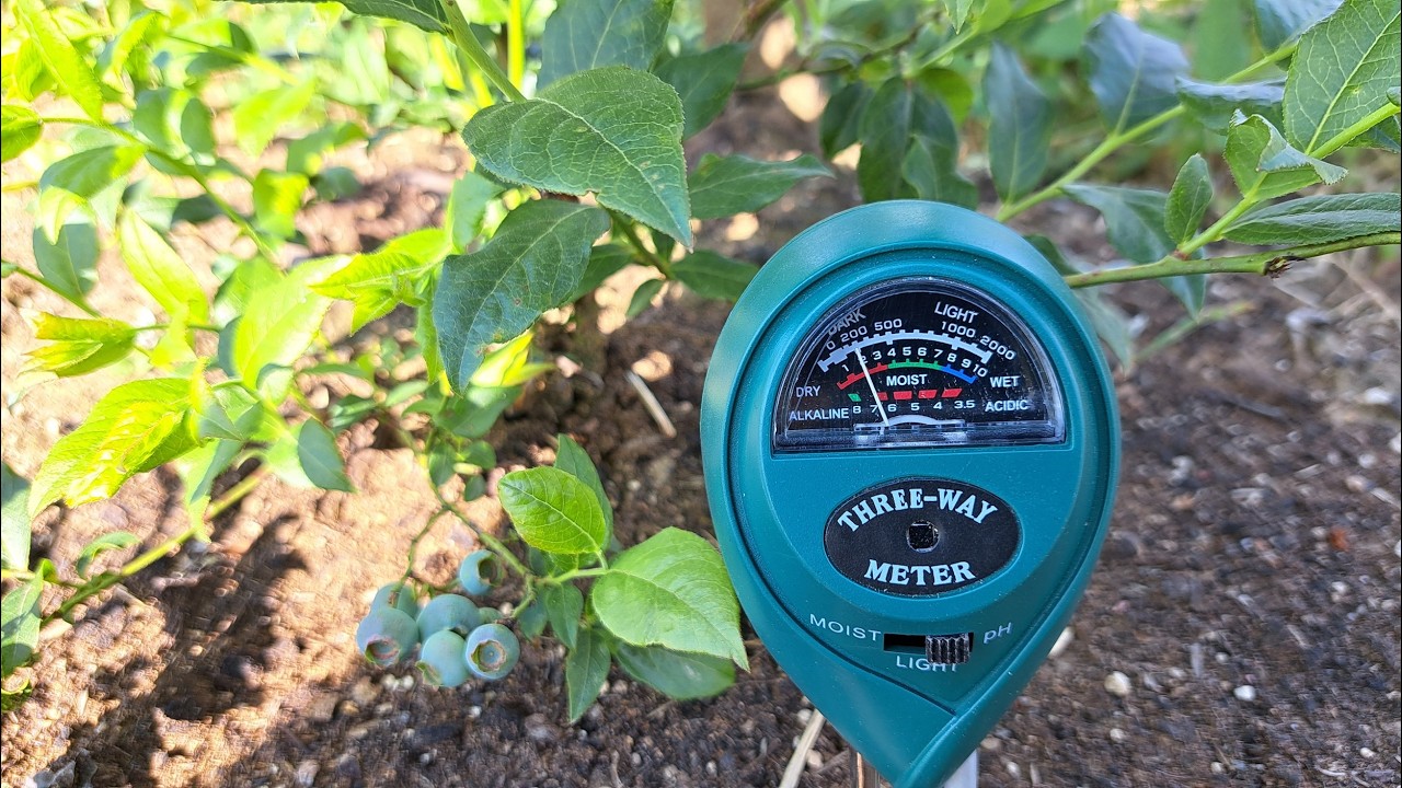 Organsko gnojivo za Američke Borovnice (stajnjak + piljevina) i sumpor ?