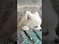 Cute white puppy 🐶 #shorts #puppy