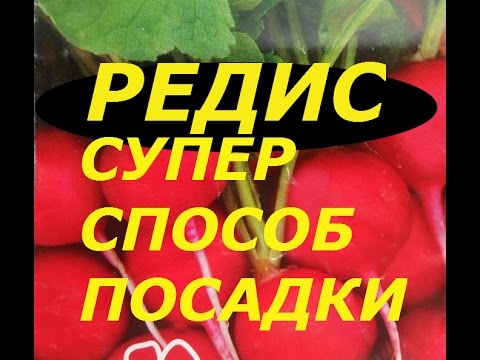 СУПЕР СПОСОБ ВЫРАЩИВАНИЯ РЕДИСА В ТЕПЛИЦЕ! ХИТРОСТИ ПОСАДКИ!