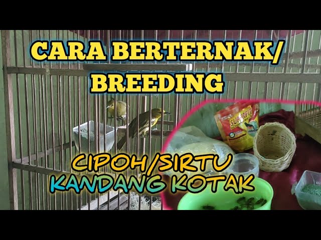 CARA BREEDING / TERNAK BURUNG CIPOH/SIRTU  DENGAN KANDANG KOTAK class=