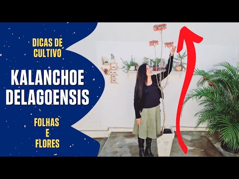 Vídeo: Cuidados com plantas de lustre - Como cultivar Kalanchoe Delagoensis