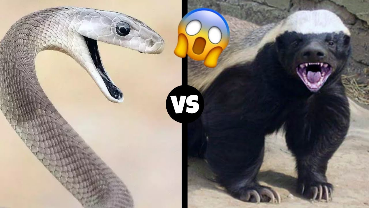 Black Mamba Vs Honey Badger Who Would Win YouTube black-mamba-vs-honey-badger-who-would-win-youtube
