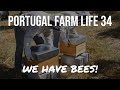 Portugal Farm Life - 34 - We Have Bees!