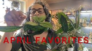 APRIL FAVORITES~ HOYAS, PHILODENDRONS AND MORE