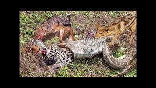 The best battles of the animal world, Harsh Life of Wild Animals, Lion, Buffalo, Leopard, Jackal,