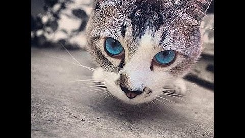 Transformice Esta en Bug HD