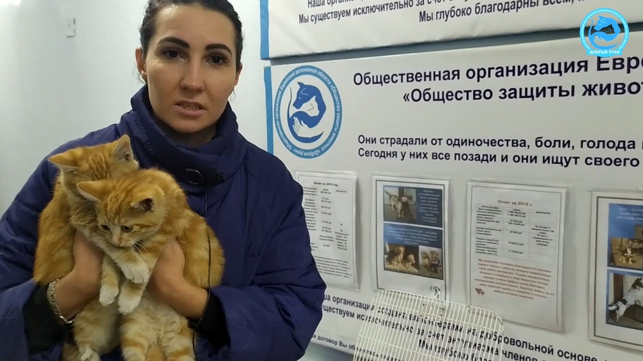 Общество защиты животных кемерово. Потерялась бенгальская кошка. Общество защиты животных астрахань. Первоуральский приют для животных. Рисунок зоозащита.