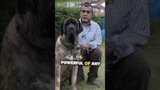 3 dog breeds banned in the USA #dogs #dogsbreeds #banned... #Shorts #usatoprank