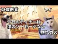 【猫ミーム】ぺ〇ーズで出会った外科医がキモすぎた話＃猫マニ＃猫ミーム
