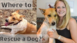 Where to Adopt a Dog + What to Avoid!