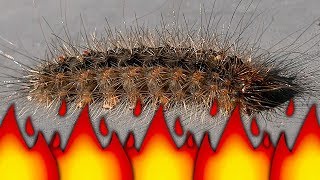 Stinging Caterpillar Becomes Ant Colony Food Flamethrower Pest Control BBQ Bugs