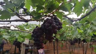 A vineyard is an area of land where grape vines are grown in order to produce wine.