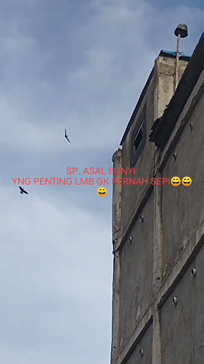suara panggil yang bikin walet tidak bosan merespon