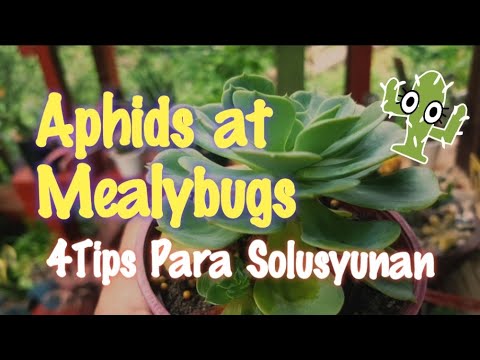Video: Mealybug në bimët e brendshme: si të luftojmë. Metodat popullore dhe kimikatet