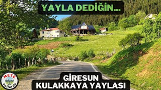 Yayla Dediğin Böyle Olur 🌲🚵. Giresun Kulakkaya Yaylası. Türkiye'nin En Güzel Yaylası.