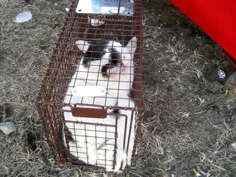 feral cat in trap, 3/09 - YouTube