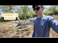 Ya du boulot  pr prparation  la plantation de 100 arbres fruitiers  jardin fort  vlog 026