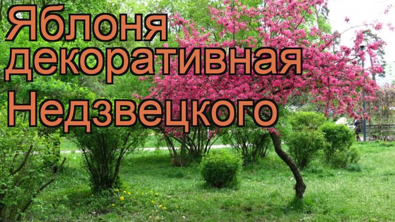Apple Nedzvetskogo: description of the variety and reviews 58 Apple Nedzvetskogo: description of the variety and reviews 78