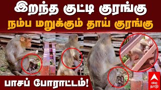 Monkey Viral Video | இறந்த குட்டி குரங்குநம்ப மறுக்கும் தாய் குரங்குபாசப் போராட்டம்! | Hogenakkal