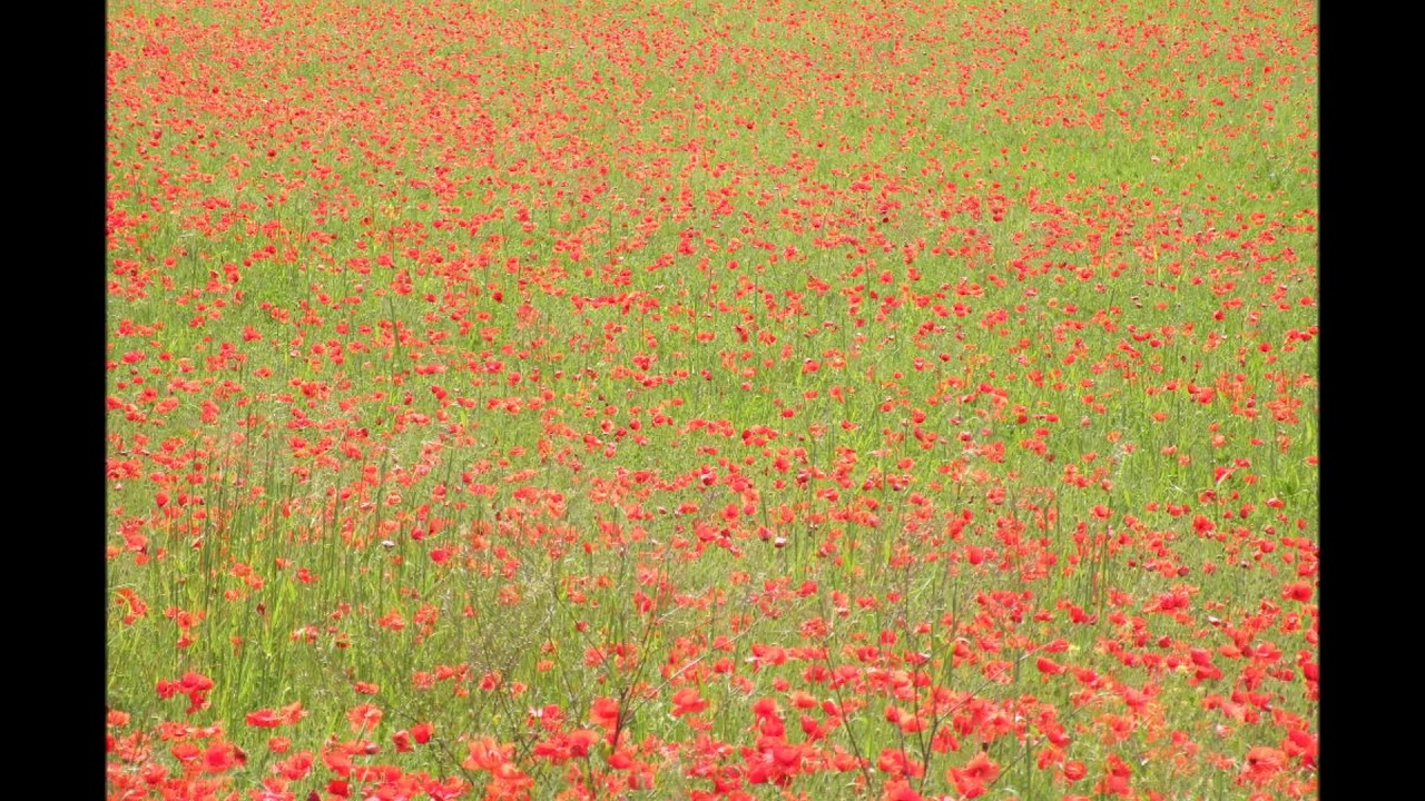 Champs de coquelicots dans le Sud Charente