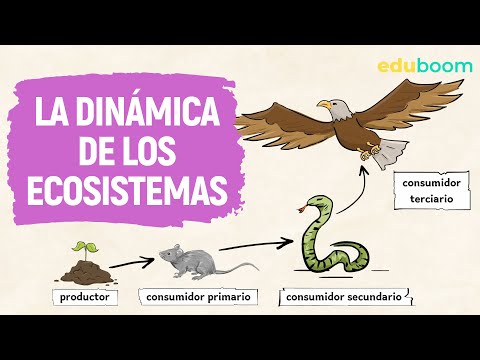 Video: ¿Qué es un proceso dinámico en biología?