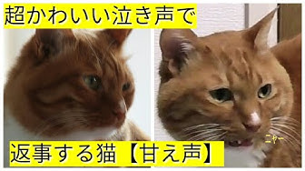 しゃべる猫 Youtube しゃべる猫 Youtube