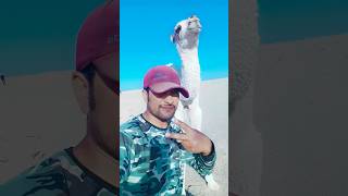 Download Lagu mashallah 🇸🇦🤲💗💚💚💚 #اكسبلور #rap #animals #video #youtube #explorepage MP3