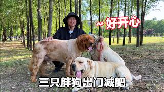 忙裏抽閑，帶小院三員大將出門減肥，晃晃悠悠簡直太招人愛了