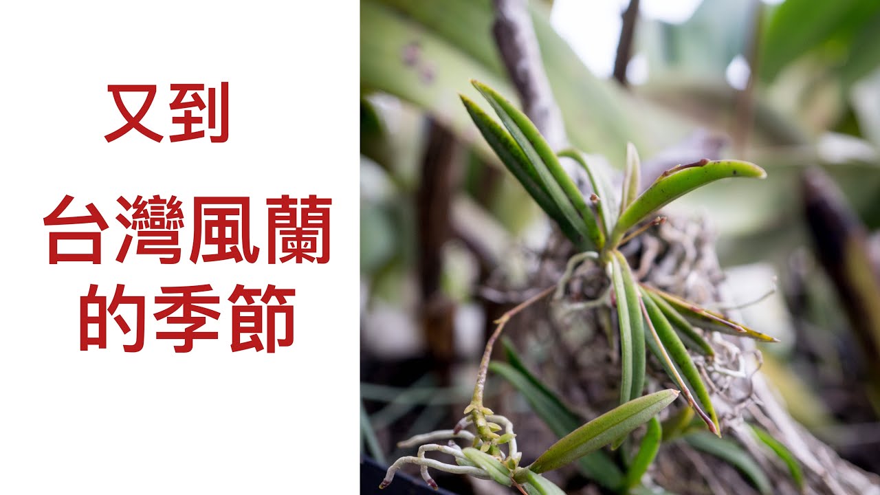 又到台灣風蘭開花季節了 Youtube