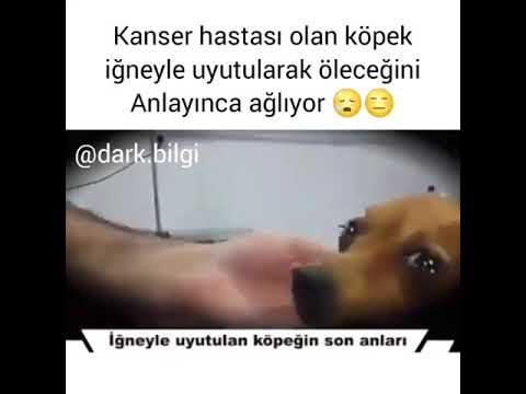 Video: Anthony Için Köpekler' Kanserli Gençlere Neşe Getiriyor