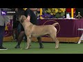 Boerboels | Breed Judging 2020