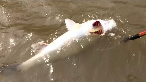 Bắt cá vược khủng nước mặn giữa ban ngày.0985802199