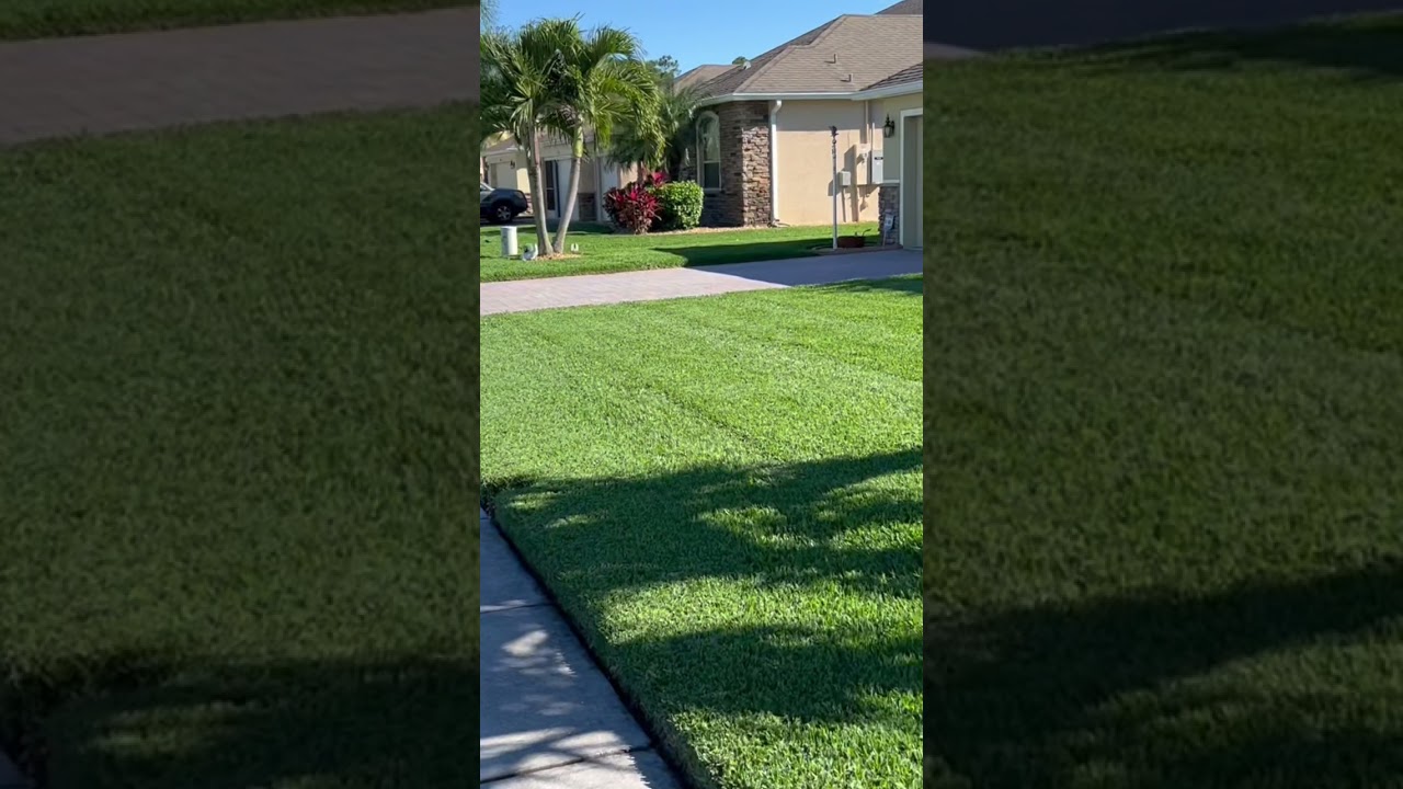 The most perfect lawn in January!  