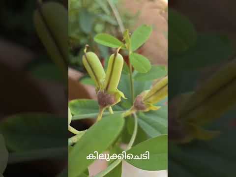 പൂമ്പാറ്റ ചെടി വേണോ?