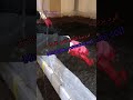    تربة التغطية للفطر الآجاركس 22    