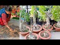 Adenium repotting  poting soil mix      dont use these fertilizers desert rose repoting