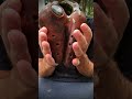 3 chambered Harmony ocarina (Huaca) Improvisation.