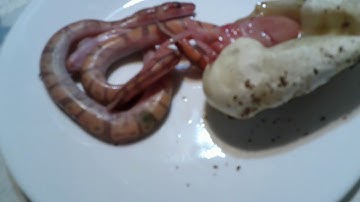 Tied umbilical cords