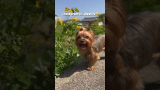 Funny Real life Comparison of A Cute Yorkshire Terrier #shorts