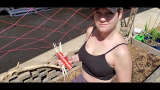 Planting Beans and Carrots Garden Chronicles 3