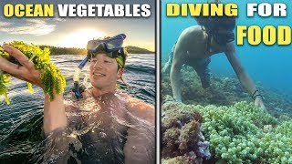 FILIPINO SEA HUNTER and Delicious (LATO) OCEAN Vegetables Caught // Capul Island Philippines