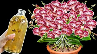 Knowing this secret, just one bottle will make the orchid garden bloom brilliantly