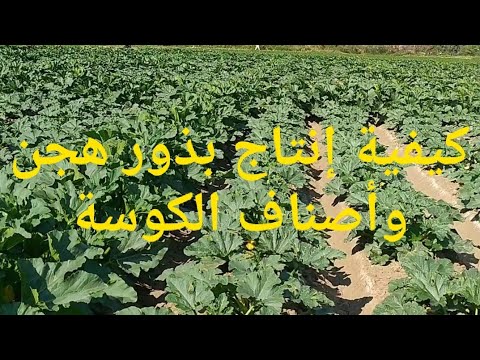 فيديو: كوسة - التكنولوجيا الزراعية والأصناف