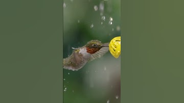 Have you ever seen a hummingbird shaking raindrops off itself?