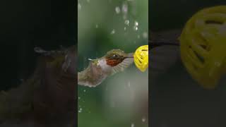 Have you ever seen a hummingbird shaking raindrops off itself?