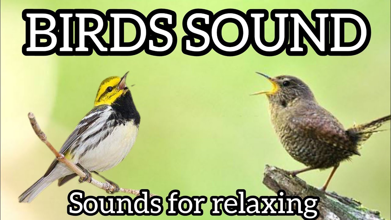 Singing nightingale. The best bird song Bird Sounds Spectacular