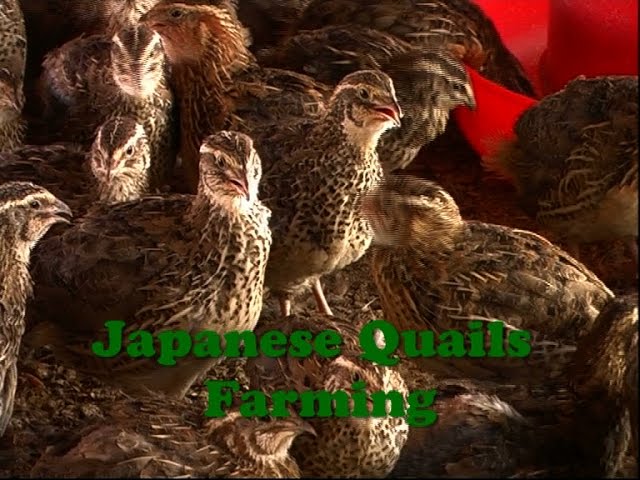 japanese quail farming