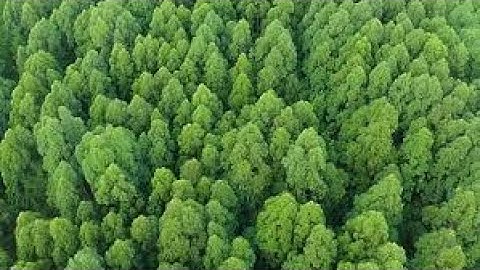 [바카라방송] Zeon 도도 SA사 #바카라방송