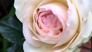 イングリッシュローズ／ガーデニング 薔薇 ピエール・ドゥ・ロンサール ～～～(^^♪